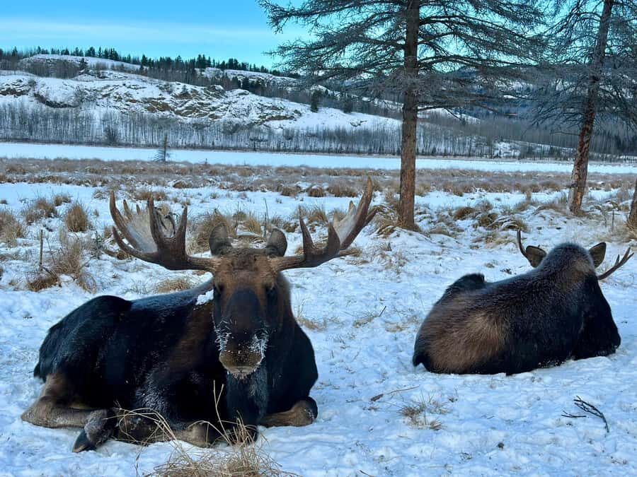 Guided Tour of the Yukon Wildlife Preserve - Who Will Love This Tour?