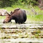 Guided Tours Algonquin Park - Who Will Love This Tour?