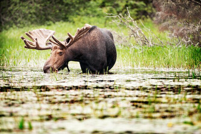 Guided Tours Algonquin Park - Who Will Love This Tour?