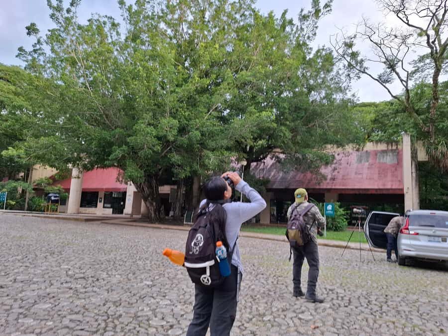 Guided walking tour in the Palenque jungle (Palenque National Park) - The Value of the Experience