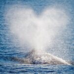 Guided Whale Watching Tour from Long Beach - Who Is This Tour Perfect For?