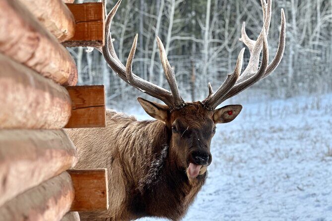 Guided Yukon Wildlife & Nordic Hot Springs Experience - Who Should Consider This Tour?