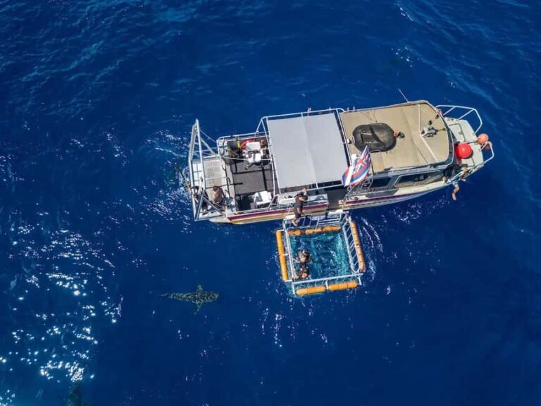 Haleiwa: North Shore Shark Cage Diving Experience - Key Points