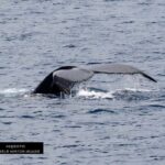 Haleiwa: Oahu North Shore Whale Watching Boat Tour - Authentic Insights from Other Travelers