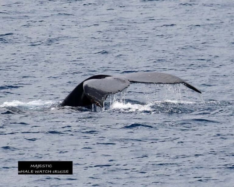 Haleiwa: Oahu North Shore Whale Watching Boat Tour - Authentic Insights from Other Travelers