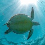 Half Day Akumal Beach Swim and Snorkel with Turtles Experience - Who Is This Tour Best For?