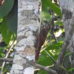 Half-Day Birdwatching Puerto Morelos - What Makes This Tour Stand Out?