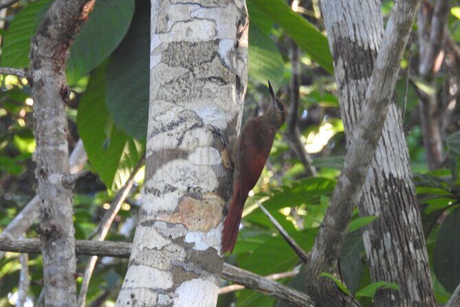 Half-Day Birdwatching Puerto Morelos - What Makes This Tour Stand Out?