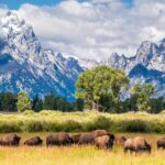 Half Day Group Sunrise Wildlife Safari - The Sum Up: Is This Tour Right for You?