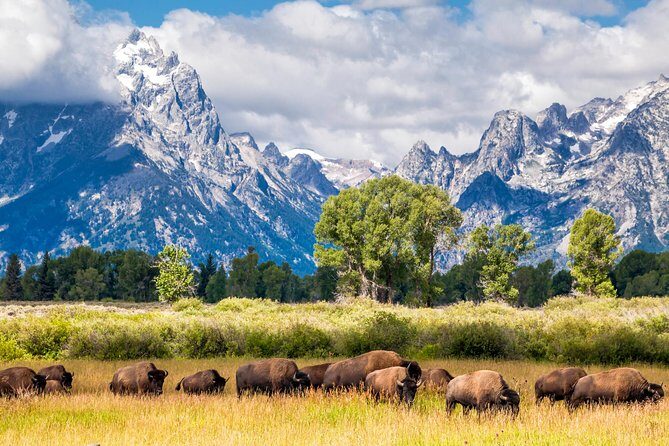 Half Day Group Sunrise Wildlife Safari - The Sum Up: Is This Tour Right for You?