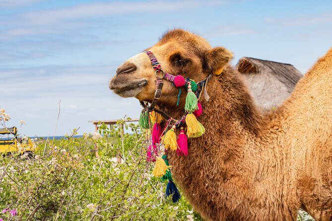 Half Day Guided Camel Safari in Cabo San Lucas - Who Should Consider This Tour?