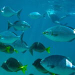 Half Day Guided Snorkel Tour in Los Cabos - Santa Maria Bay: A Classic Underwater Scene