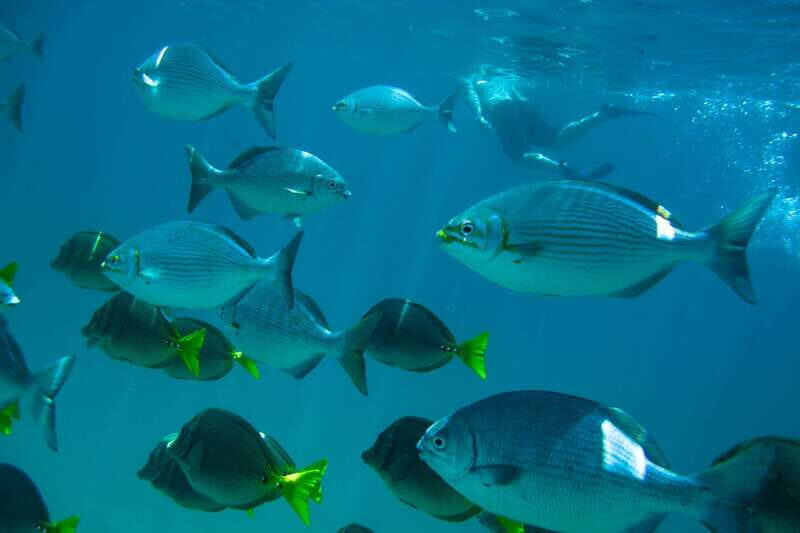 Half Day Guided Snorkel Tour in Los Cabos - Santa Maria Bay: A Classic Underwater Scene