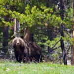 Half Day Private Sunrise Wildlife Safari - Value and Cost Considerations