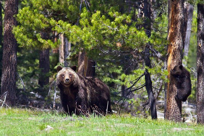 Half Day Private Sunrise Wildlife Safari - Value and Cost Considerations