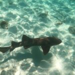 Half Day Private Tour to Islamorada Alligator Reef and Sandbar - Why This Tour Is Worth Considering
