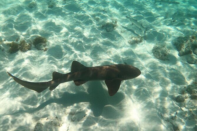 Half Day Private Tour to Islamorada Alligator Reef and Sandbar - Why This Tour Is Worth Considering