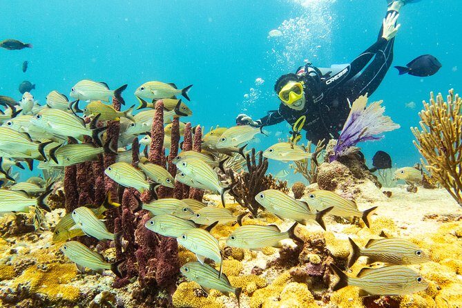 Half-Day Scuba Diving in Playa del Carmen for Small-Group - Why This Tour Stands Out