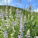 Half Day Tour from Denver Private Guided Hike with Curated Picnic - The Sum Up: Who Is This Tour Best For?