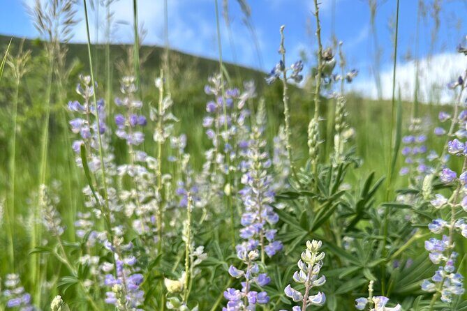 Half Day Tour from Denver Private Guided Hike with Curated Picnic - The Sum Up: Who Is This Tour Best For?