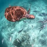 Half-day Tour Sea Turtles Encounter in Akumal Bay - Transportation and Group Size: Making It Easy