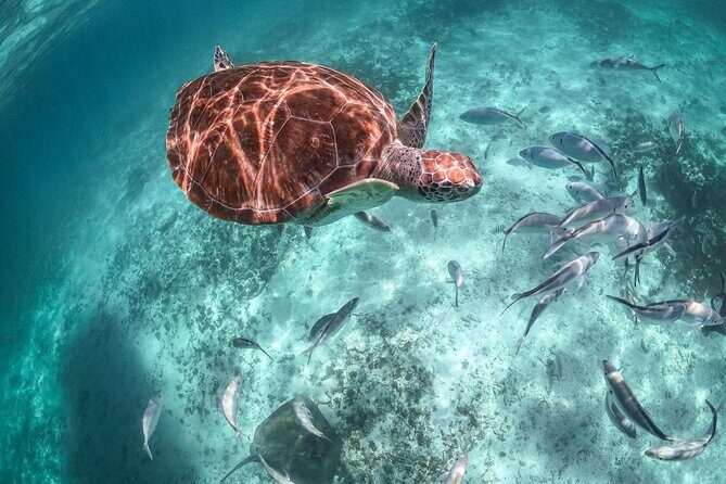 Half-day Tour Sea Turtles Encounter in Akumal Bay - Transportation and Group Size: Making It Easy