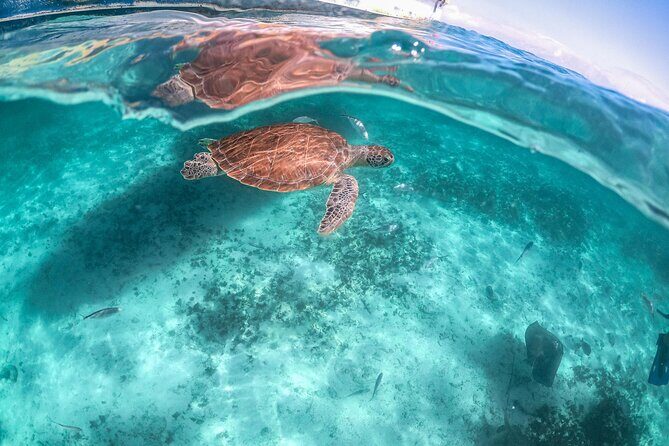 Half Day Tour: Turtles Encounter in Akumal Beach - Considering the Price: Is It Worth It?