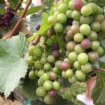 Half-Day Victoria to Cowichan Valley Wine Tour with Tastings - What Makes This Tour Stand Out?