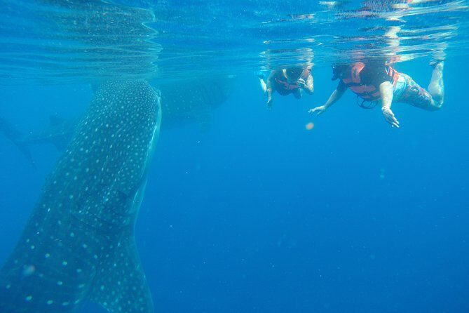 Half Day Whale Shark Tour From Playa del Carmen - The Experience: What Youll Love