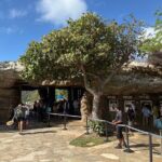 Hanauma Bay Snorkel Lesson - The Sum Up