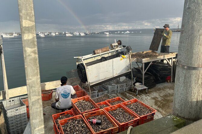 Hands-On Oyster Farm Experience in Plymouth - How This Tour Stands Out
