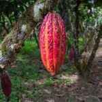 Healing Cacao Ceremony in Palm Springs - The Price and Its Value