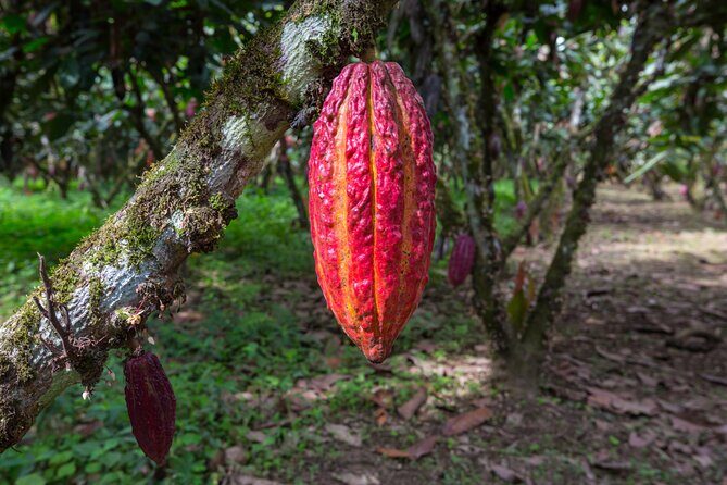 Healing Cacao Ceremony in Palm Springs - The Price and Its Value