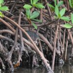 Heart of Rookery Bay Kayak Tour - Why This Tour Stands Out