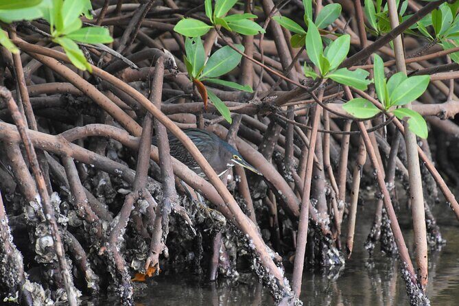 Heart of Rookery Bay Kayak Tour - Why This Tour Stands Out