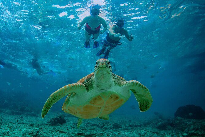 Hidden Cenote Swim: Snorkeling, Sea Turtles and Beachside Lunch - What the Reviews Say