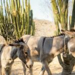 Hidden Gems of Sierra Laguna: El Triunfo and Natural Springs. - Why This Tour Offers Good Value