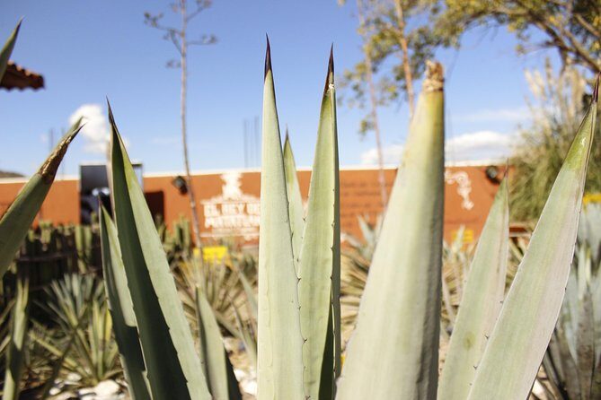 Hierve el Agua, Teotitlán del Valle, mezcal, el tule, desde Oaxaca - Pricing and Overall Value