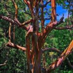 Hiking Maui Hawaii - The Experience in Practice: A Closer Look at the Itinerary