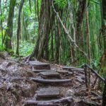 Hilo Finest Waterfalls and Town Tour - Practical Details & What to Expect