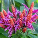 Hilo: Gardens, Waterfalls & Farmers Market Shore Excursion - The Value of This Tour: Analyzing Cost and Experience