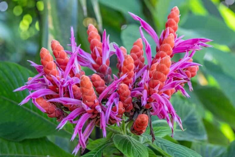 Hilo: Gardens, Waterfalls & Farmers Market Shore Excursion - The Value of This Tour: Analyzing Cost and Experience