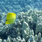 Hilo's Tropical Reef & Wildlife Boat Snorkel Adventure - Practical Details: How It Works