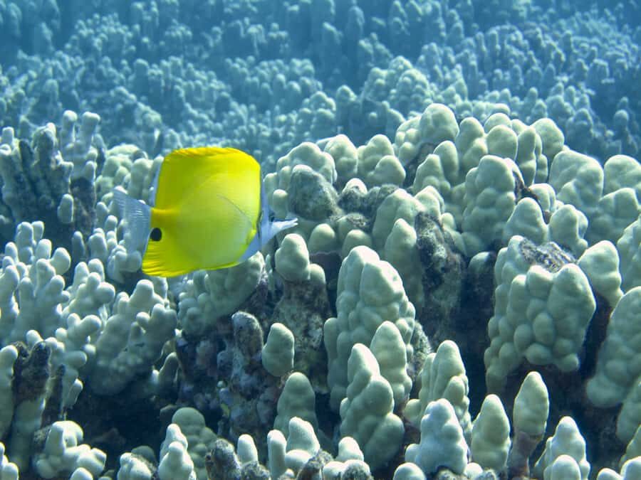 Hilo's Tropical Reef & Wildlife Boat Snorkel Adventure - Practical Details: How It Works