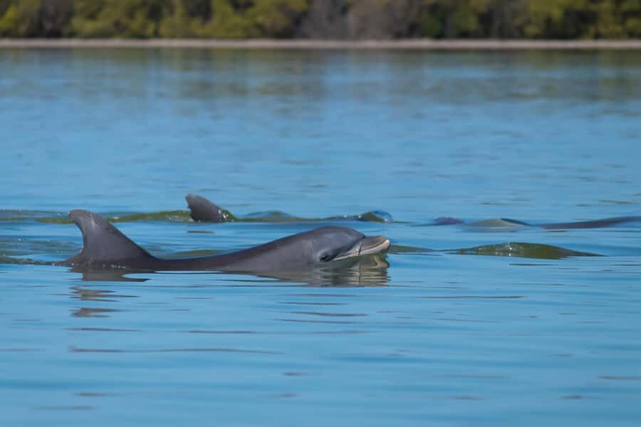Hilton Head: Dolphin Eco Tour with Naturalist Guide - Who Should Consider This Tour?
