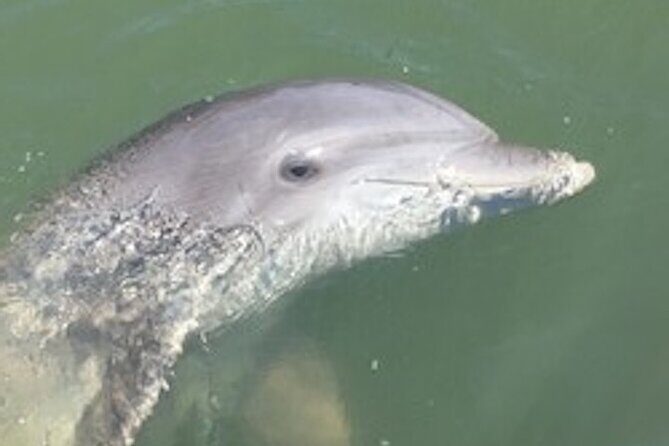 Hilton Head Dolphin Tour with Stop at Disappearing Island - Key Points