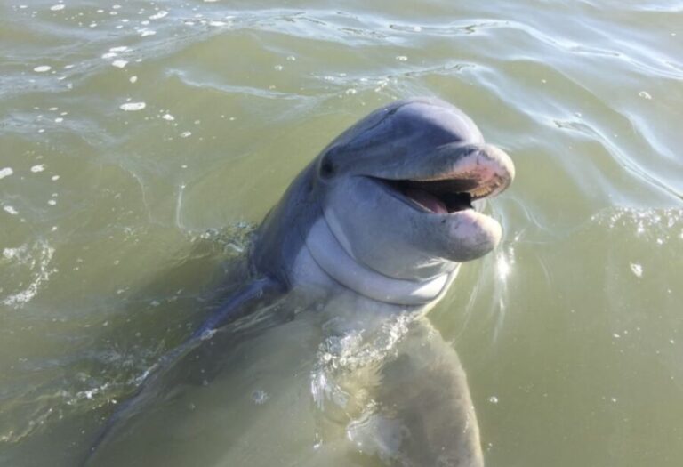 Hilton Head Island: Daytime Dolphin Watching Boat Tour - The Natural Beauty and Educational Value