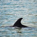 Hilton Head Island: Disappearing Island and Dolphin Tour - Final Thoughts