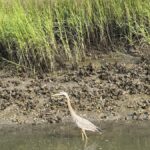 Hilton Head: Private 2-Hour Kayak Dolphin Nature Tour - Why We Think the Price Offers Good Value