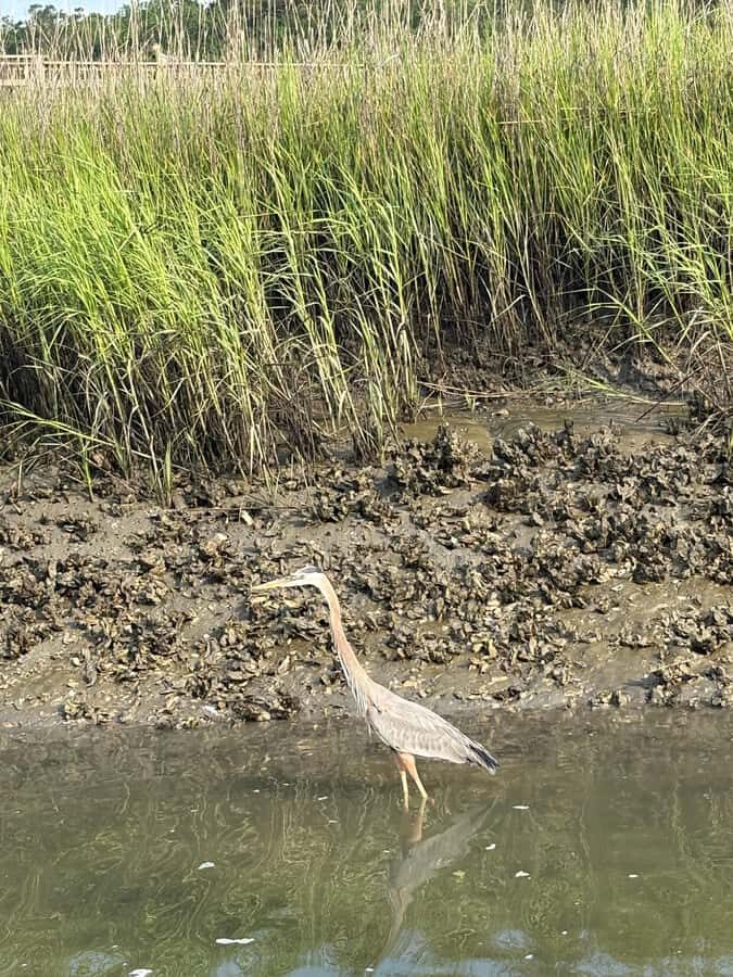 Hilton Head: Private 2-Hour Kayak Dolphin Nature Tour - Why We Think the Price Offers Good Value